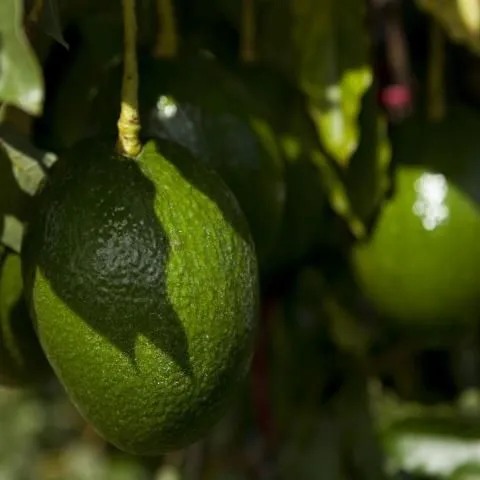 thumbnail for publication: Ejemplo Ilustrativo de los Costos y Rentabilidad de la Produccion de Aguacates en el Estado de la Florida